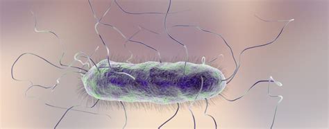 proteus mirabilis|proteus mirabilis behandlung.